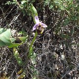 13-04-07-Ophrys-lycensis-02-ws