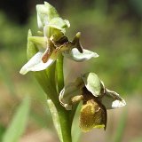 14-03-13-Ophrys-172-ws