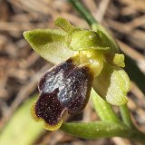 14-03-13-Ophrys-cinereophila-140-ws