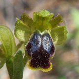14-03-13-Ophrys-cinereophila-149-ws