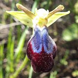 14-03-13-Ophrys-iricolor-131-ws