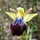 14-03-13-Ophrys-iricolor-132-ws