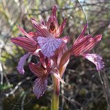 14-03-13-Orchis-papilionacea-22-ws