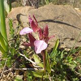 14-03-13-Orchis-papilionacea-60-ws