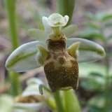 14-03-18-Ophrys-075-ws