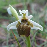 14-03-18-Ophrys-081-ws