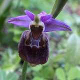 14-03-18-Ophrys-091-ws