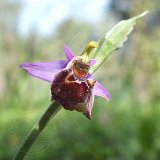 14-03-18-Ophrys-098-ws