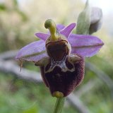 14-03-18-Ophrys-108-ws