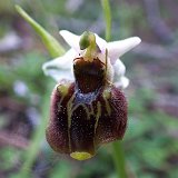 14-03-18-Ophrys-113-ws