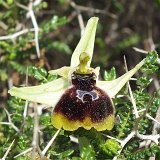 14-03-18-Ophrys-climacis-028-ws