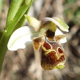 14-03-22-Ophrys-60-ws