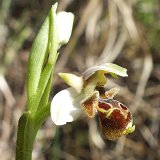 14-03-22-Ophrys-65-ws