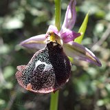 14-03-22-Ophrys-climacis-18-ws