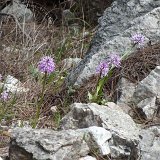 14-03-26-orchis-italica-028-ws