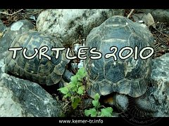 Turtles-2010